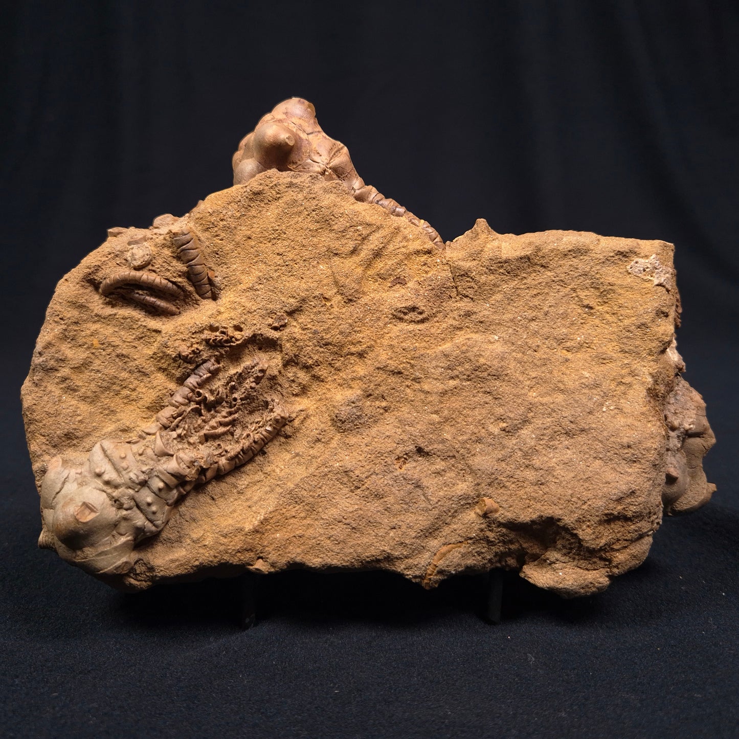 Jimbacrinus Bostocki Crinoid Fossil XJB002