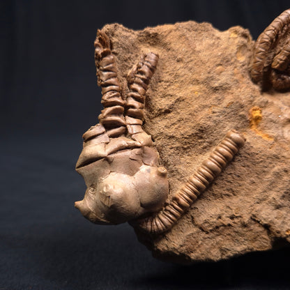 Jimbacrinus Bostocki Crinoid Fossil XJB002