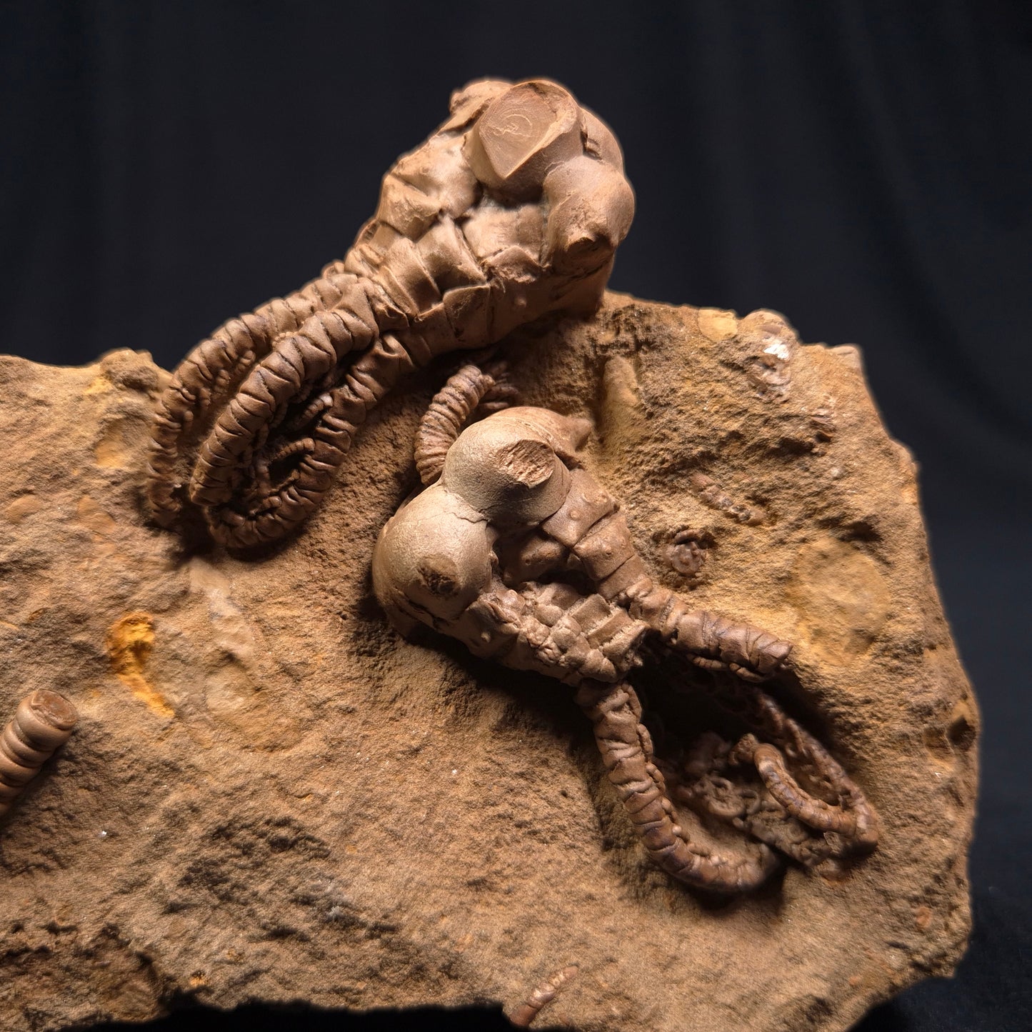 Jimbacrinus Bostocki Crinoid Fossil XJB002