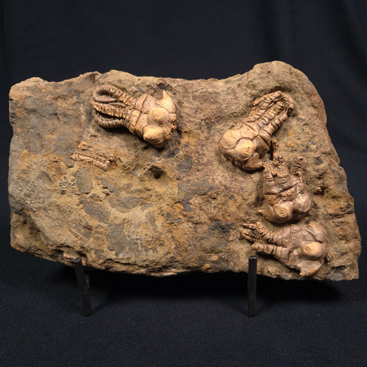 Jimbacrinus Bostocki Crinoid Fossil XJB005