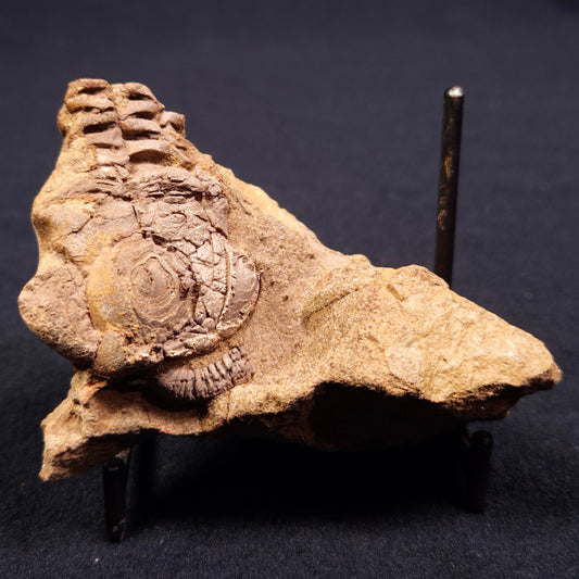 Jimbacrinus Bostocki Crinoid Fossil XJB006