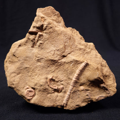 Jimbacrinus Bostocki Crinoid Fossil XJB007