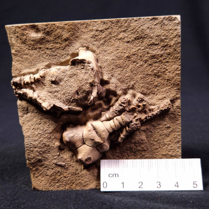 Jimbacrinus Bostocki Crinoid Fossil XJB008