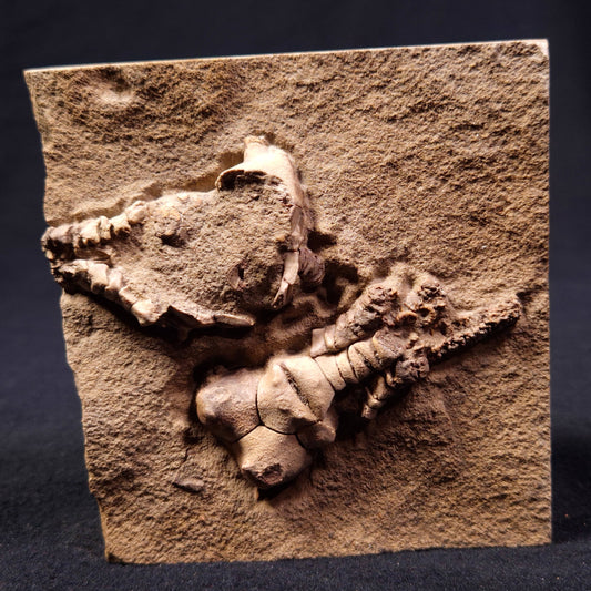 Jimbacrinus Bostocki Crinoid Fossil XJB008