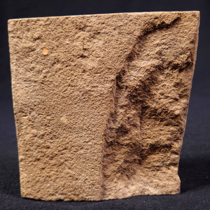 Jimbacrinus Bostocki Crinoid Fossil XJB008