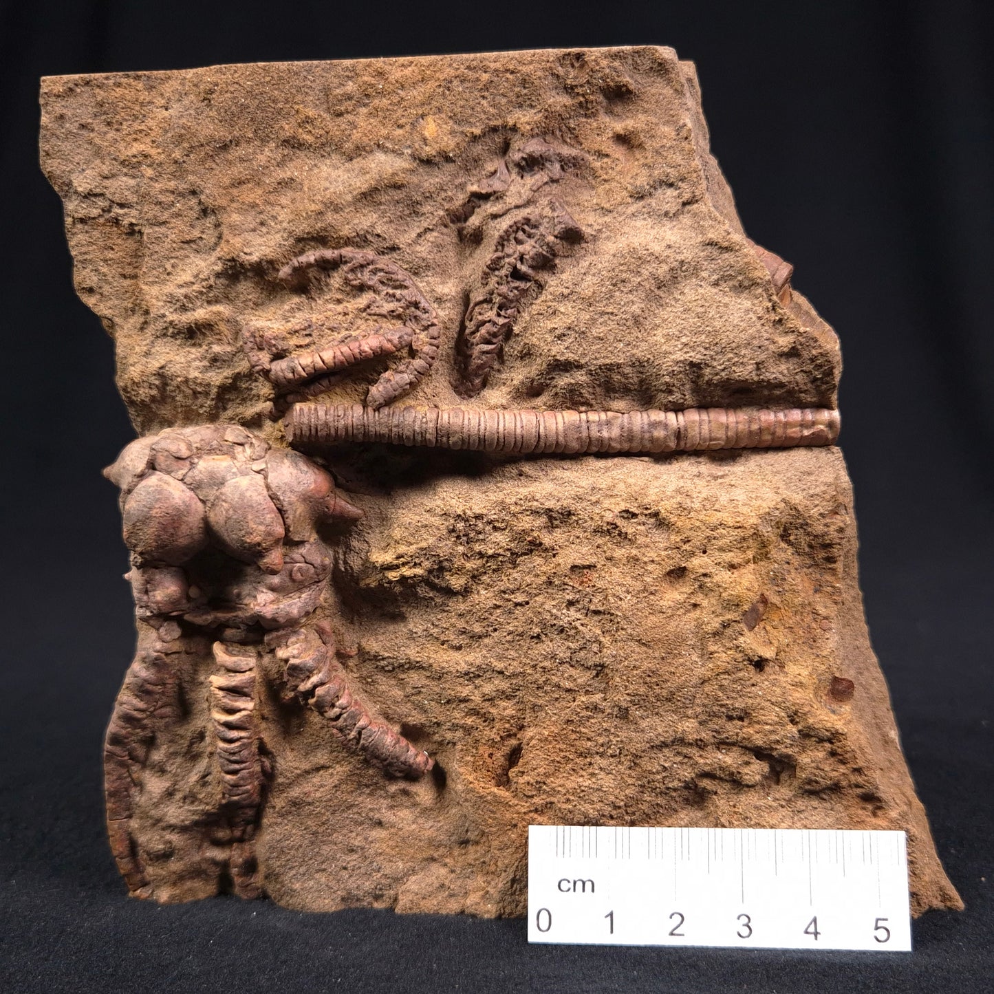 Jimbacrinus Bostocki Crinoid Fossil XJB010