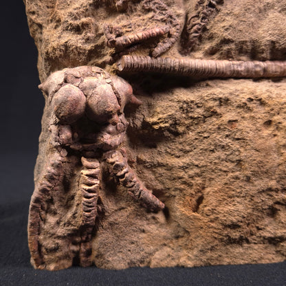 Jimbacrinus Bostocki Crinoid Fossil XJB010