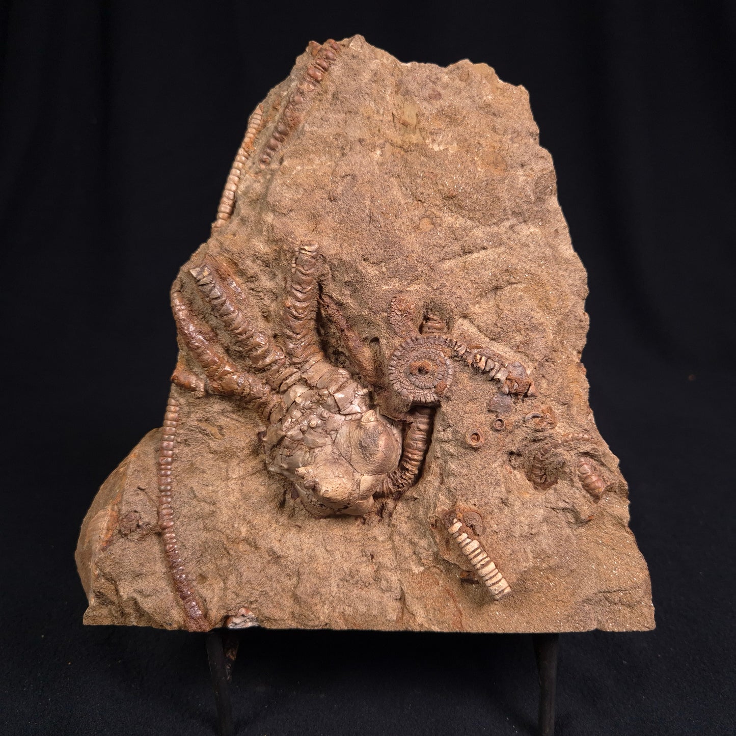 Jimbacrinus Bostocki Crinoid Fossil XJB014