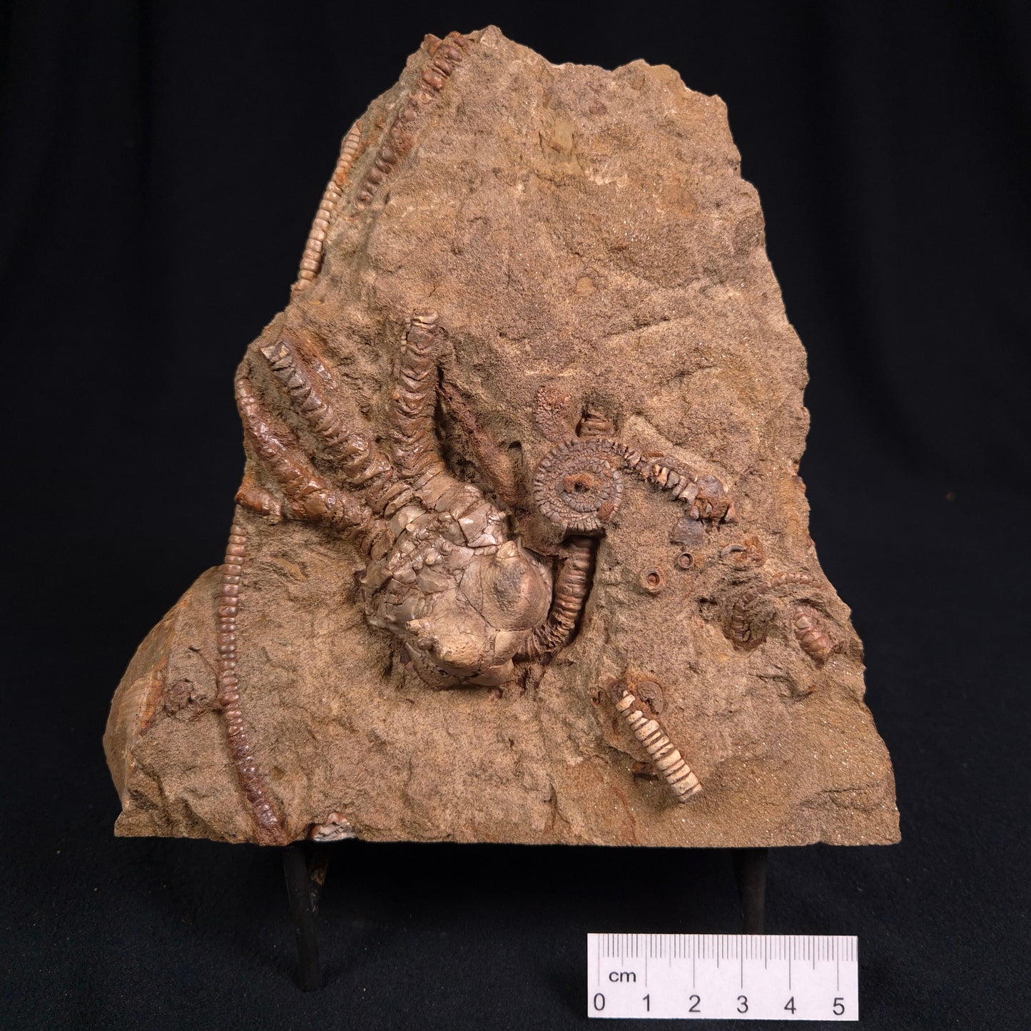 Jimbacrinus Bostocki Crinoid Fossil XJB014