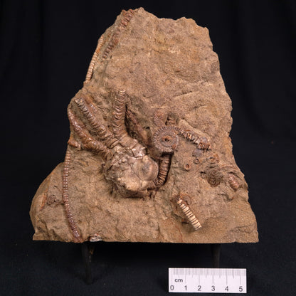 Jimbacrinus Bostocki Crinoid Fossil XJB014