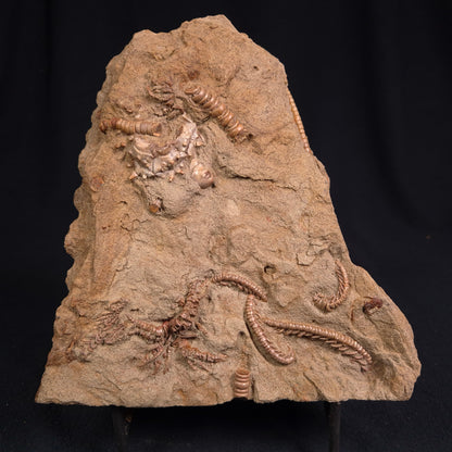 Jimbacrinus Bostocki Crinoid Fossil XJB014