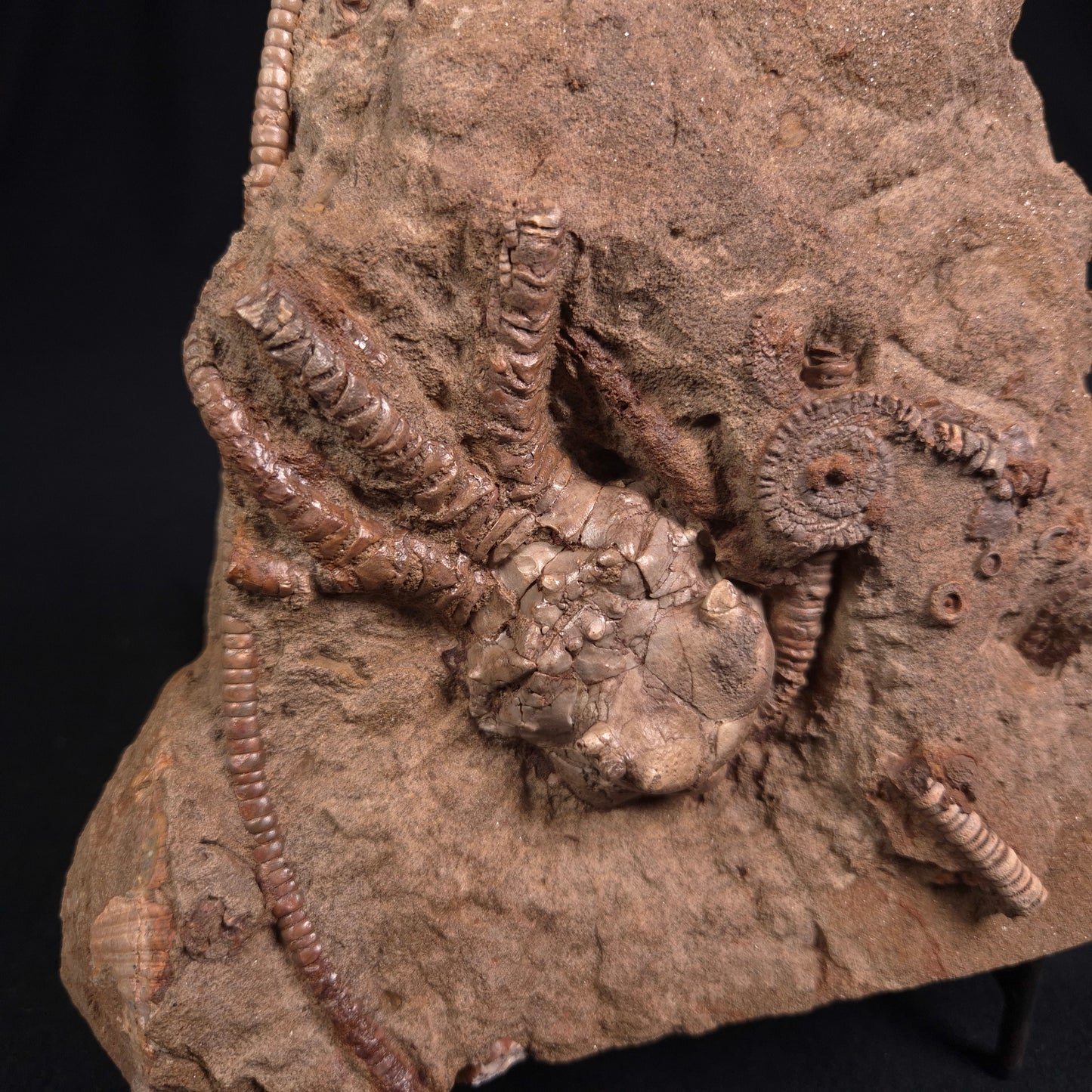 Jimbacrinus Bostocki Crinoid Fossil XJB014