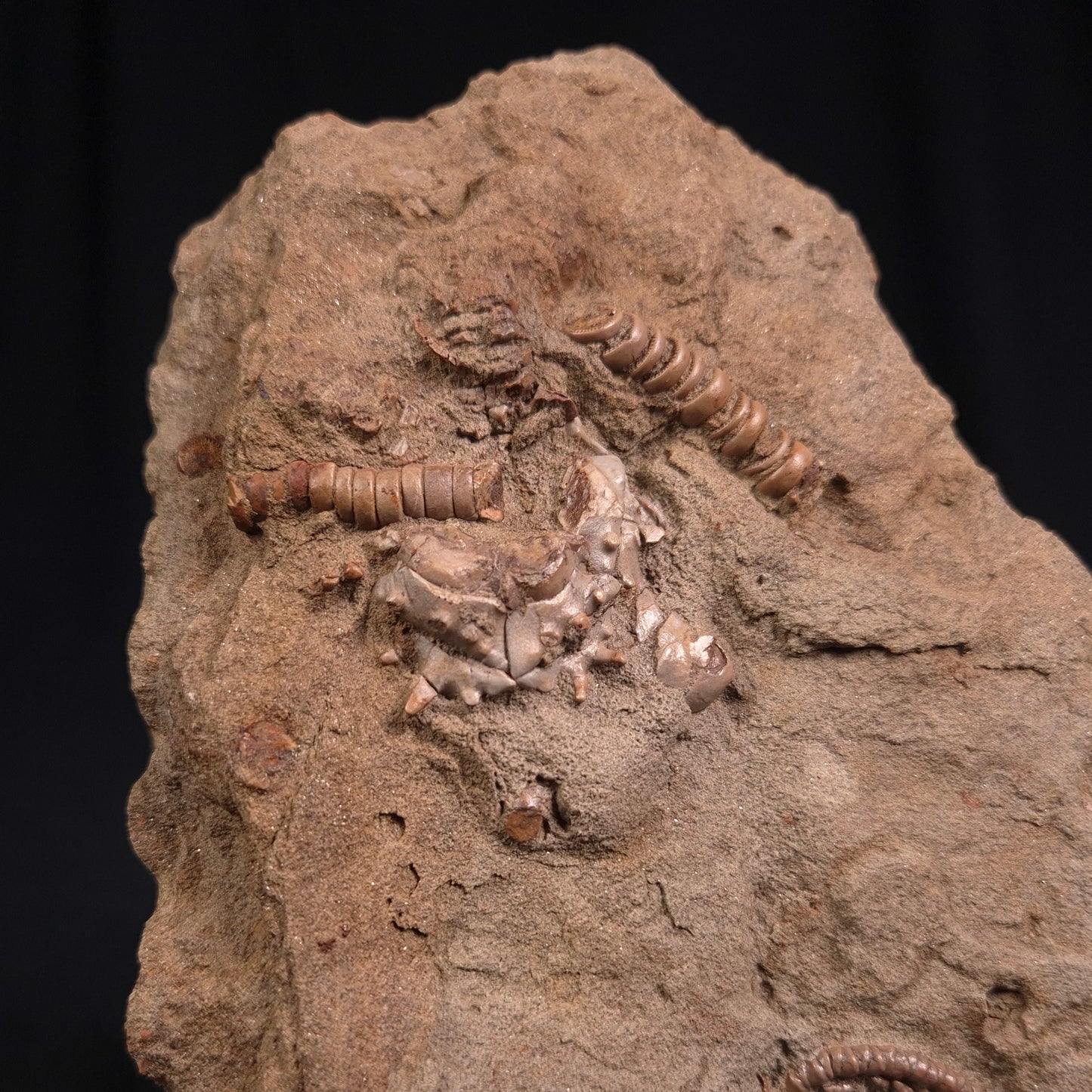 Jimbacrinus Bostocki Crinoid Fossil XJB014