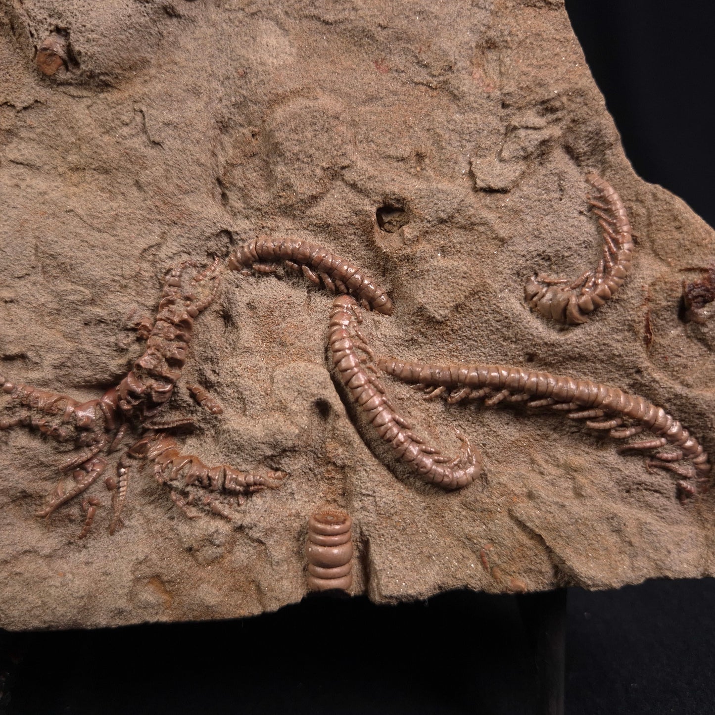 Jimbacrinus Bostocki Crinoid Fossil XJB014