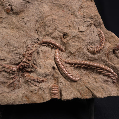 Jimbacrinus Bostocki Crinoid Fossil XJB014