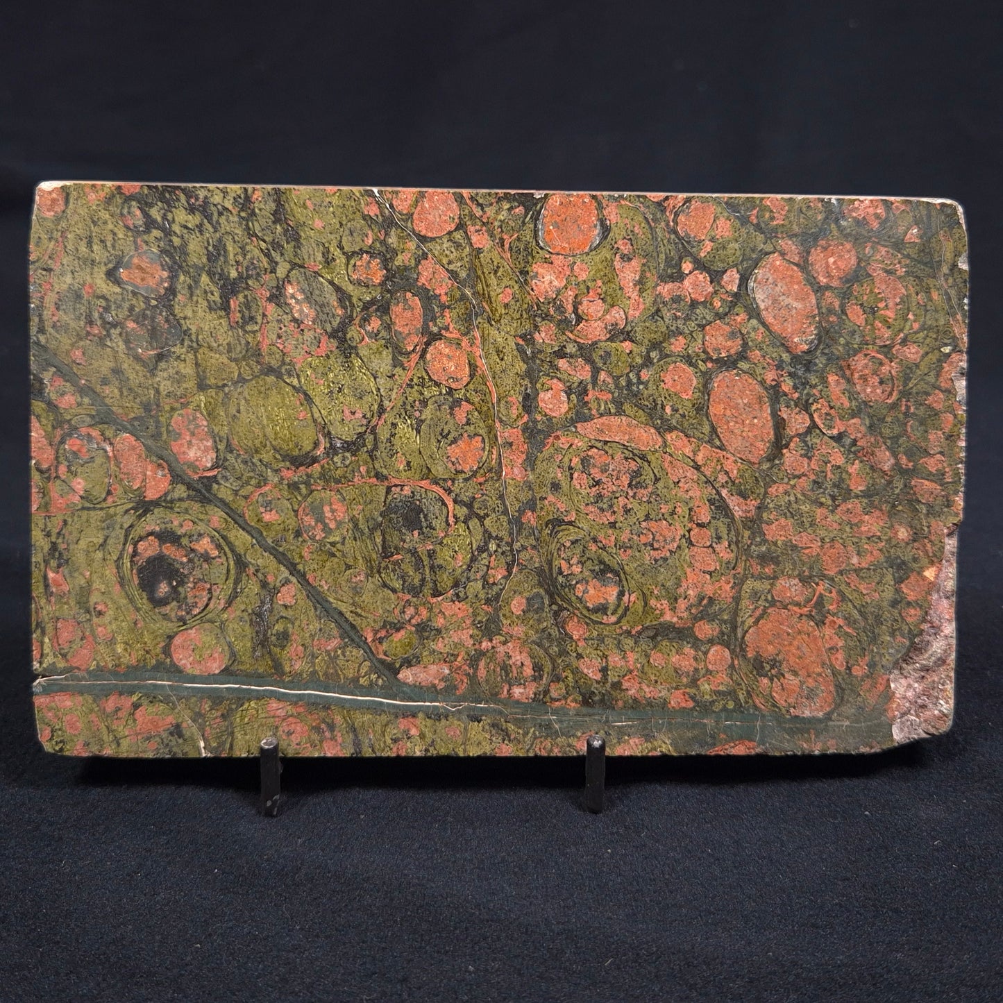 Rhyolite (Rainforest Jasper) Polished YSC034