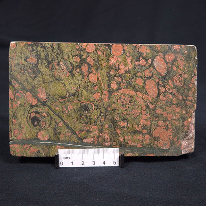 Rhyolite (Rainforest Jasper) Polished YSC034