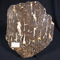 Boxonia Pertaknurra Stromatolite Polished ZBP004