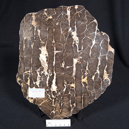 Boxonia Pertaknurra Stromatolite Polished ZBP004