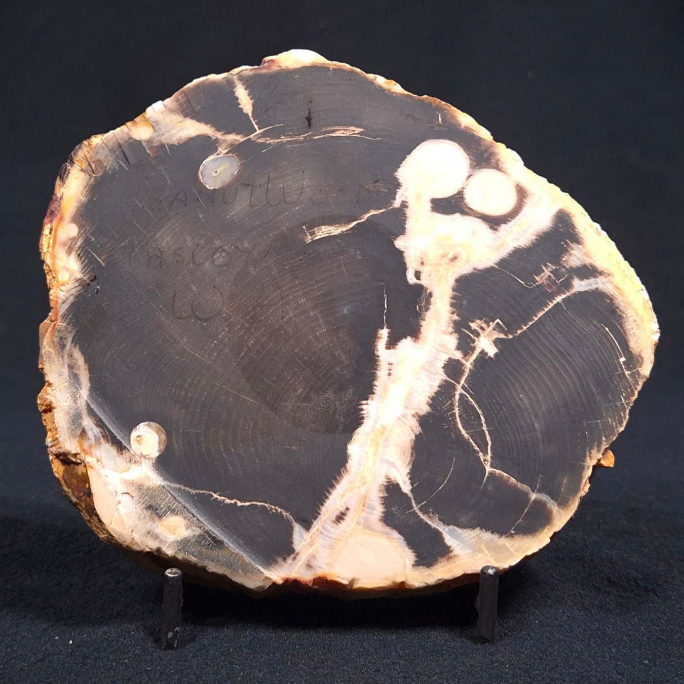 Peanut Wood Polished YSC038