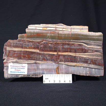 Stromatolite from the Jerrinah Formation ZJF001