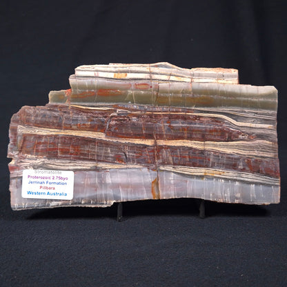 Stromatolite from the Jerrinah Formation ZJF001