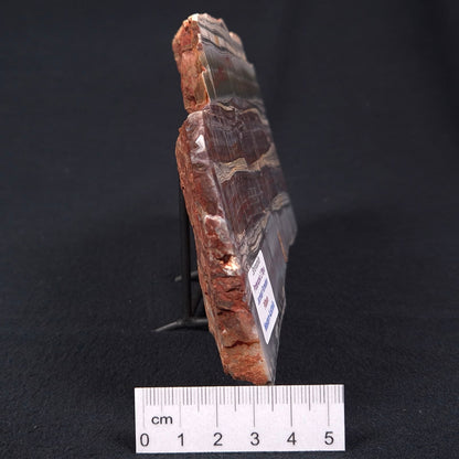 Stromatolite from the Jerrinah Formation ZJF001