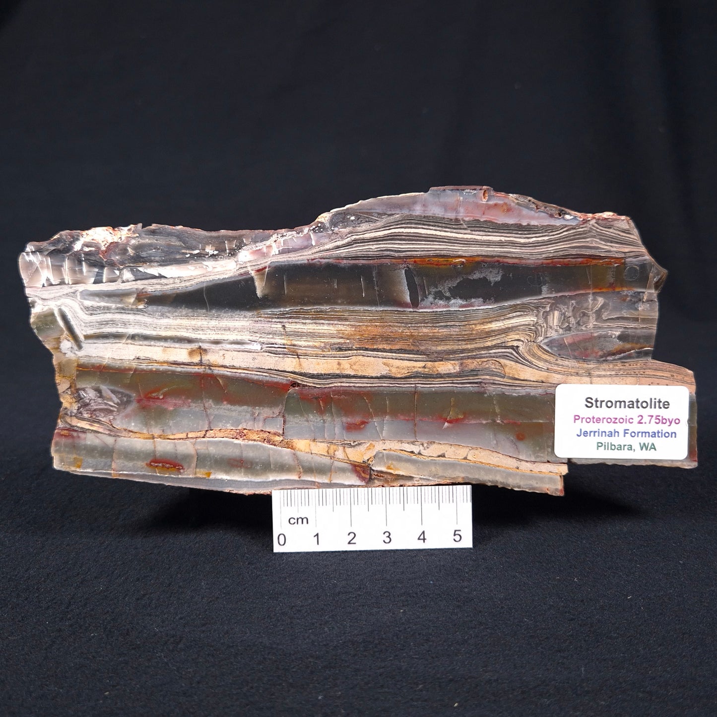 Stromatolite from the Jerrinah Formation ZJF002