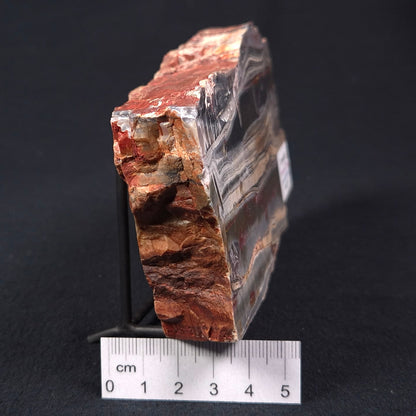 Stromatolite from the Jerrinah Formation ZJF002