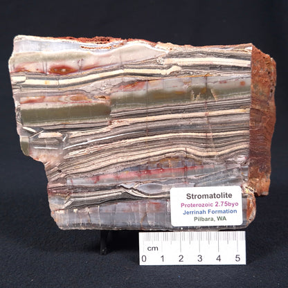 Stromatolite from the Jerrinah Formation ZJF003