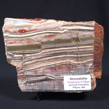 Stromatolite from the Jerrinah Formation ZJF003