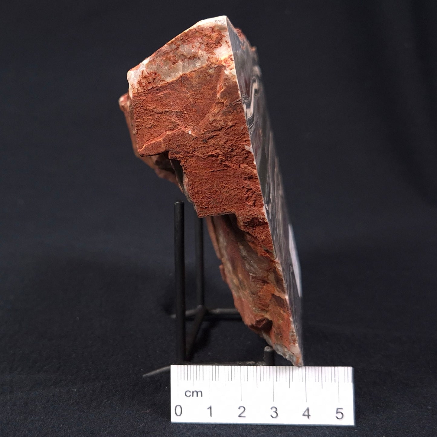 Stromatolite from the Jerrinah Formation ZJF003