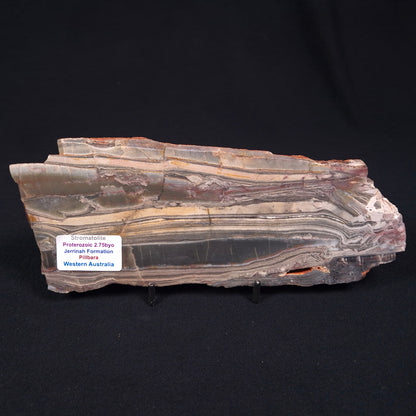 Stromatolite from the Jerrinah Formation ZJF005