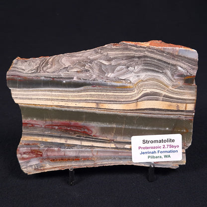 Stromatolite from the Jerrinah Formation ZJF006