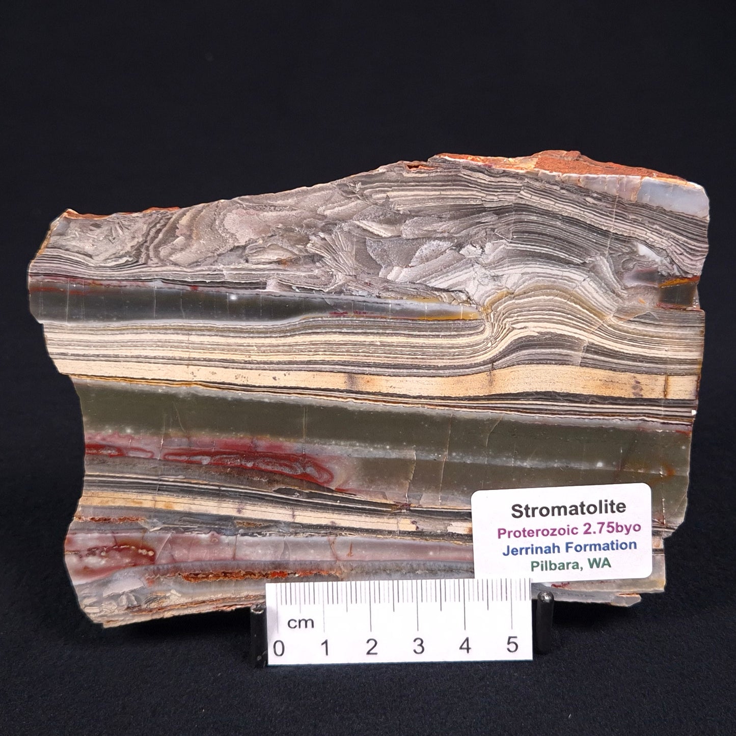 Stromatolite from the Jerrinah Formation ZJF006