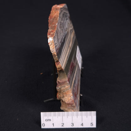 Stromatolite from the Jerrinah Formation ZJF006