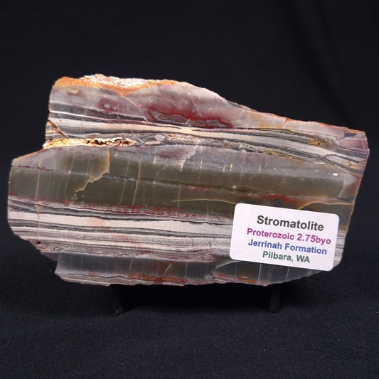 Stromatolite from the Jerrinah Formation ZJF008