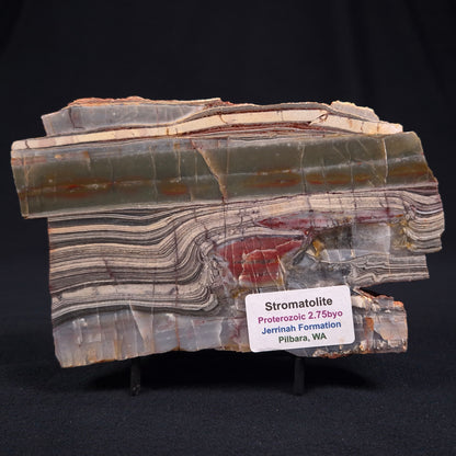 Stromatolite from the Jerrinah Formation ZJF009