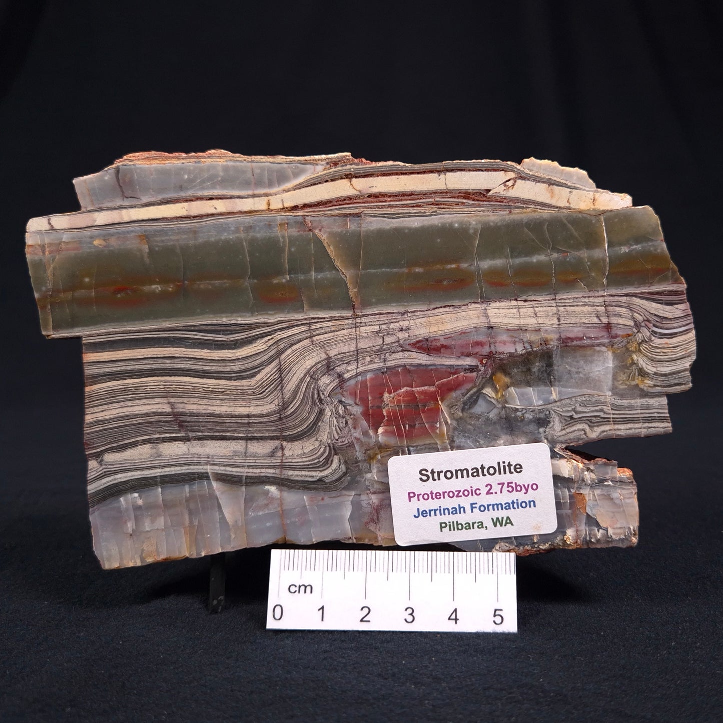 Stromatolite from the Jerrinah Formation ZJF009