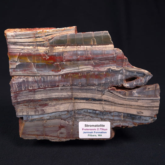 Stromatolite from the Jerrinah Formation ZJF010