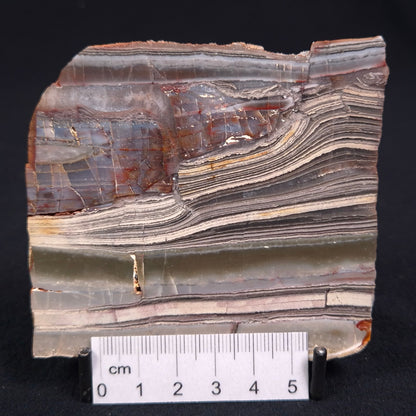 Stromatolite from the Jerrinah Formation ZJF011