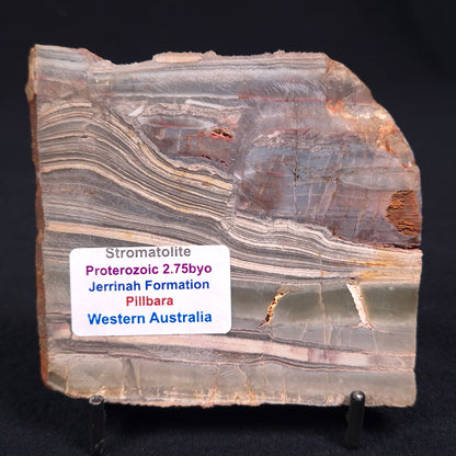 Stromatolite from the Jerrinah Formation ZJF011