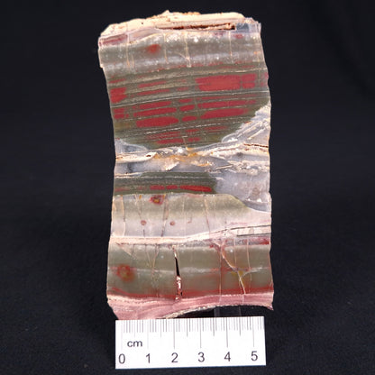 Stromatolite from the Jerrinah Formation ZJF012