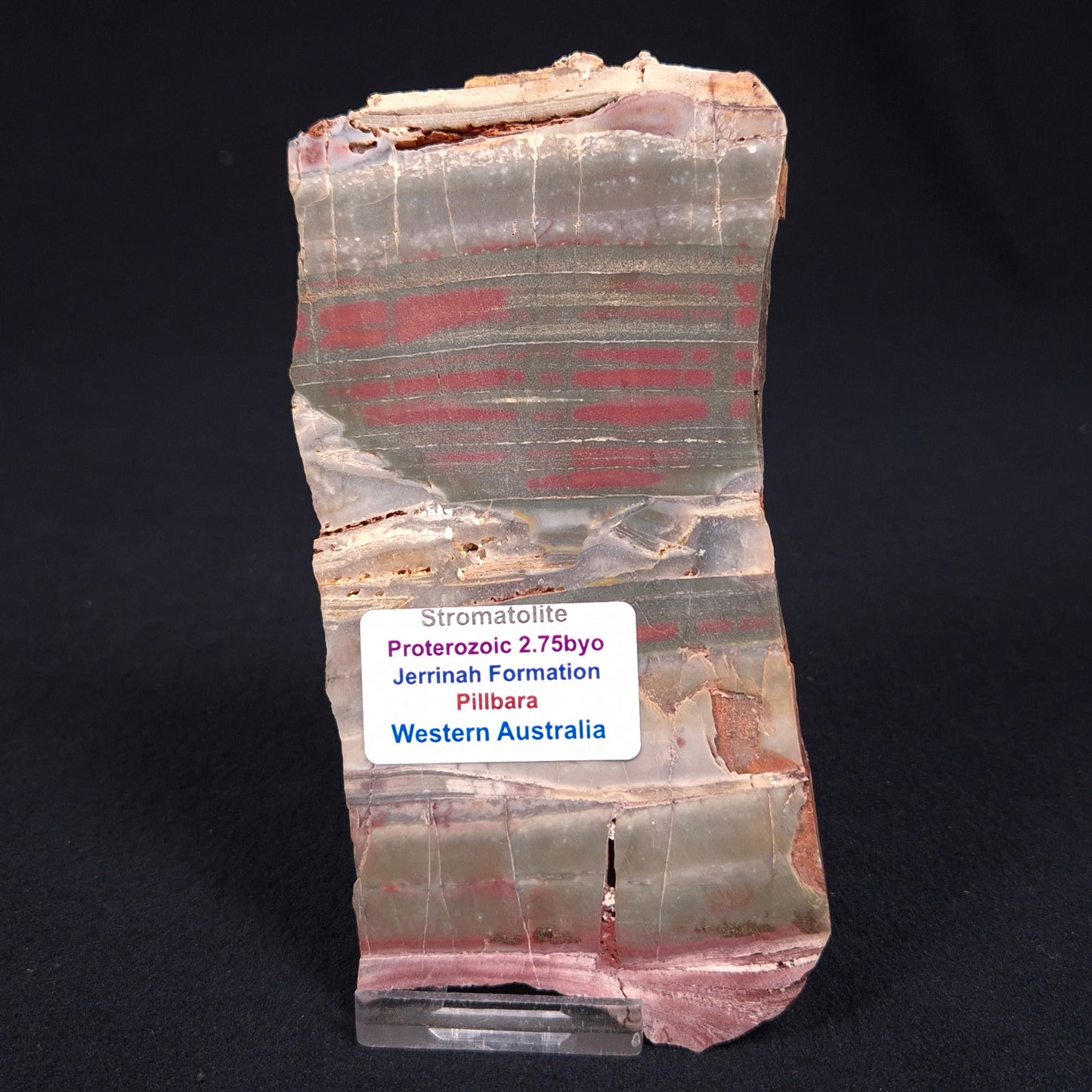 Stromatolite from the Jerrinah Formation ZJF012