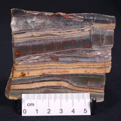 Stromatolite from the Jerrinah Formation ZJF013