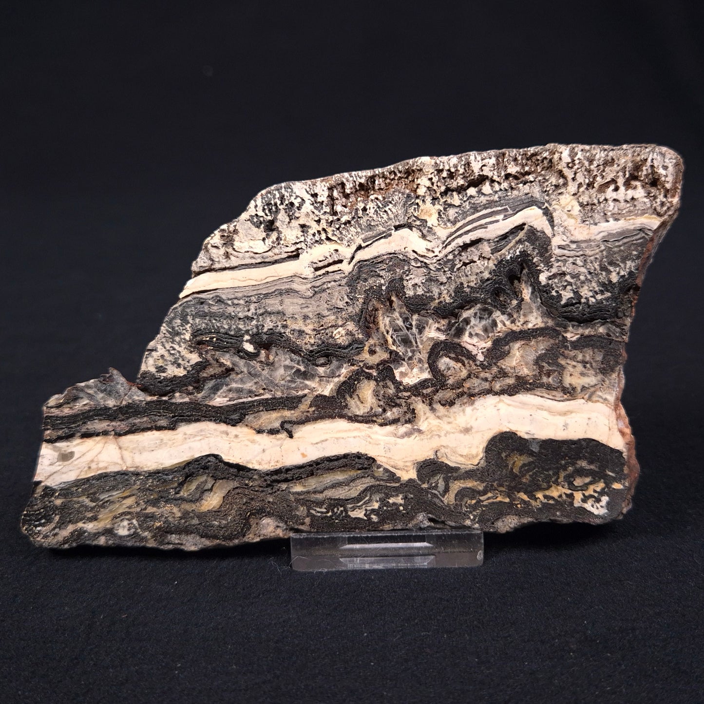 Stromatolite Microbial Mat from the Dresser Formation ZDF003