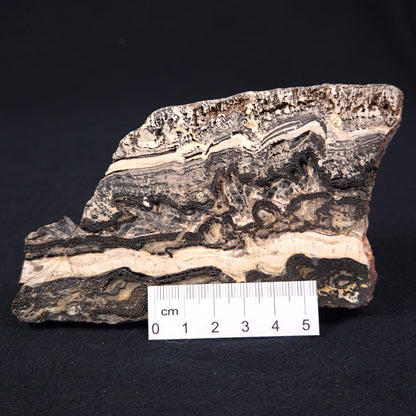 Stromatolite Microbial Mat from the Dresser Formation ZDF003