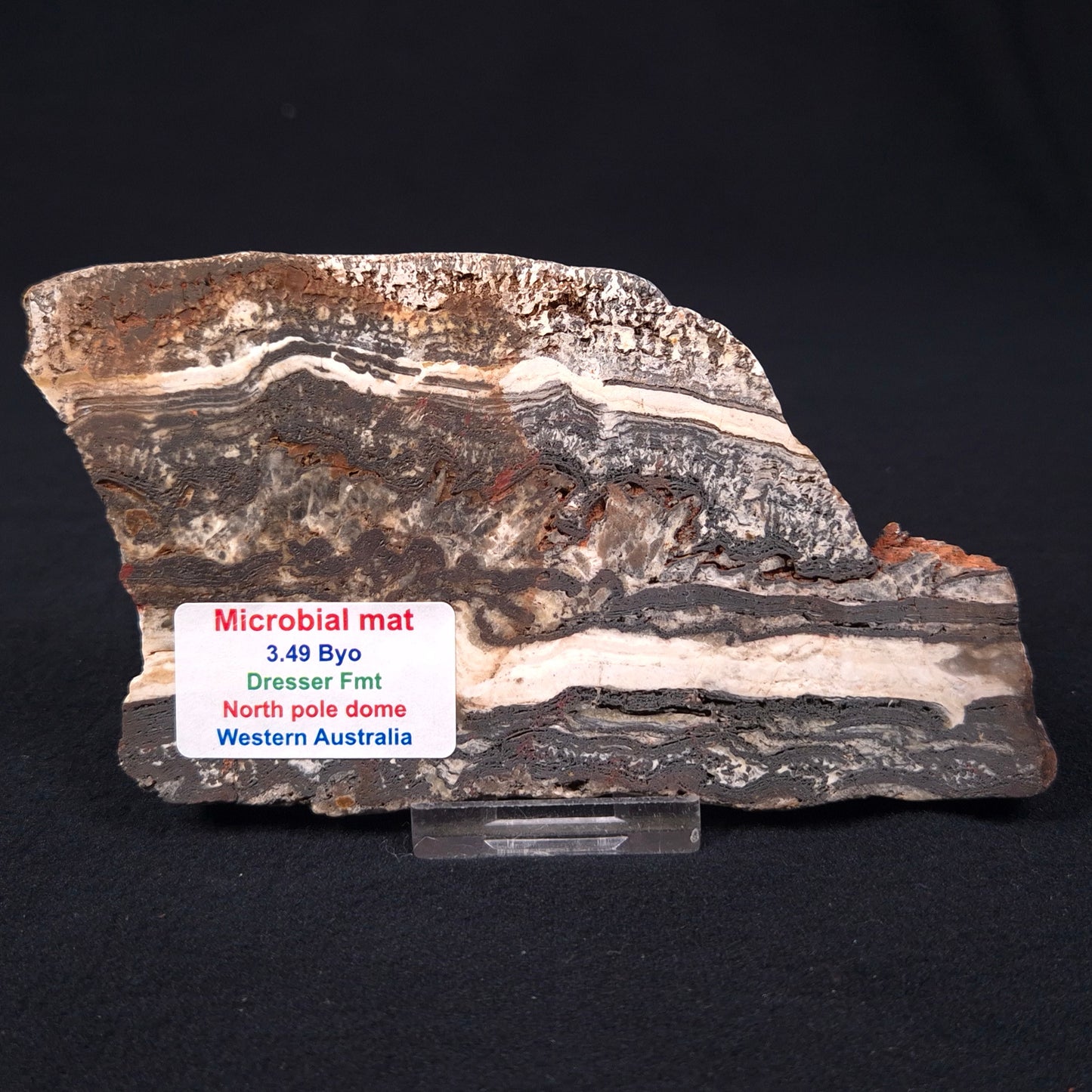 Stromatolite Microbial Mat from the Dresser Formation ZDF003