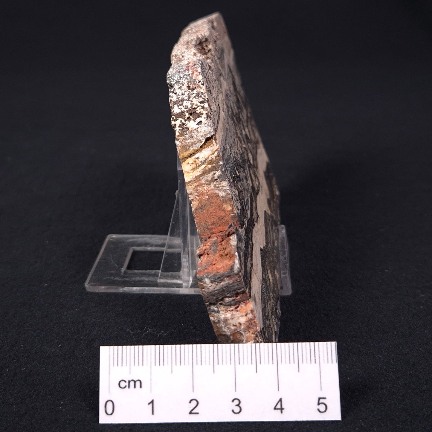 Stromatolite Microbial Mat from the Dresser Formation ZDF003