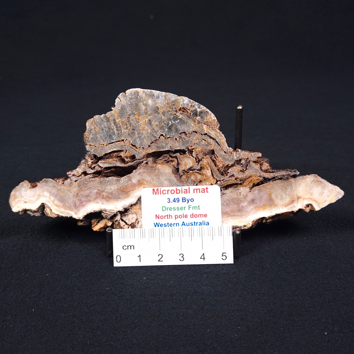 Stromatolite Microbial Mat from the Dresser Formation ZDF004